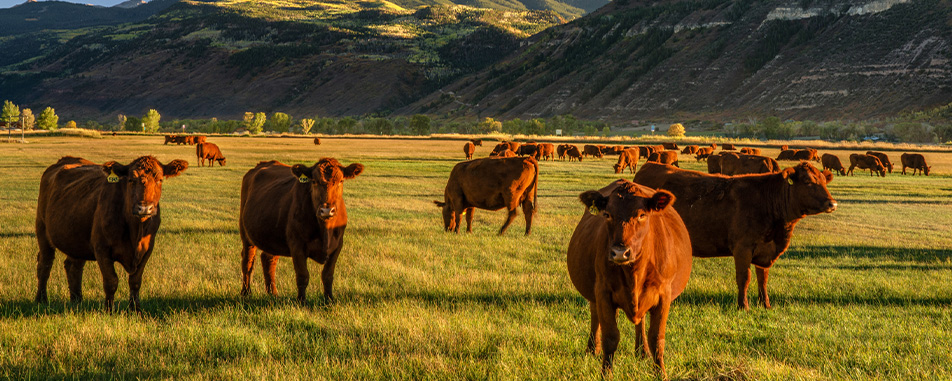 Fall_2023-Livestock